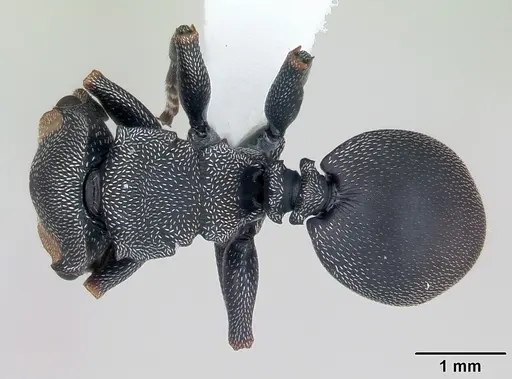 Cephalotes bruchi - CASENT0173668