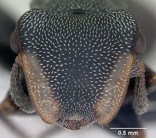 Cephalotes bruchi - CASENT0173668