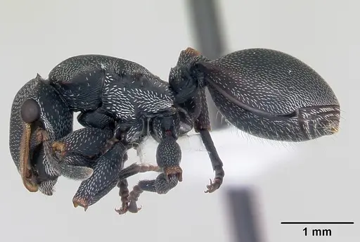 Cephalotes bruchi - CASENT0173668