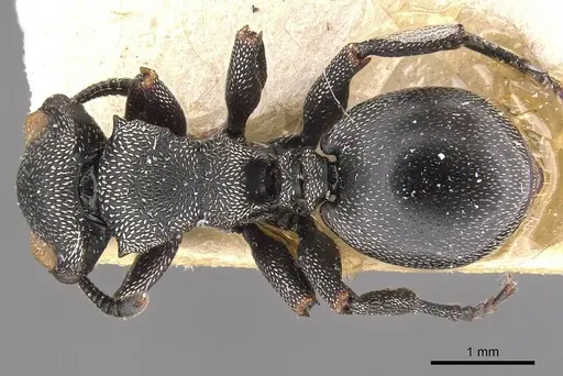 Cephalotes bruchi - CASENT0909281