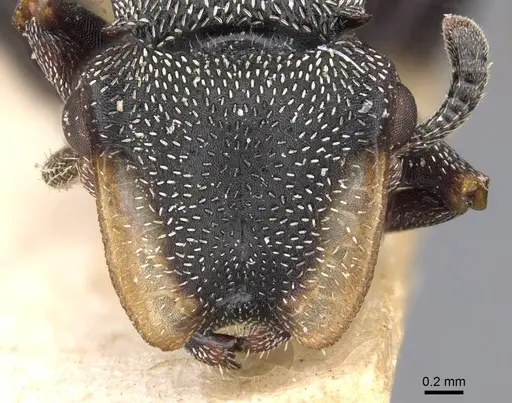 Cephalotes bruchi - CASENT0909281