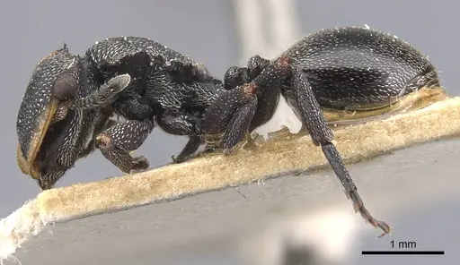 Cephalotes bruchi - CASENT0909281