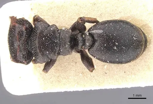 Cephalotes bruchi - CASENT0912591