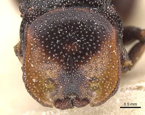 Cephalotes bruchi - CASENT0912591