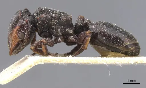 Cephalotes bruchi - CASENT0912591