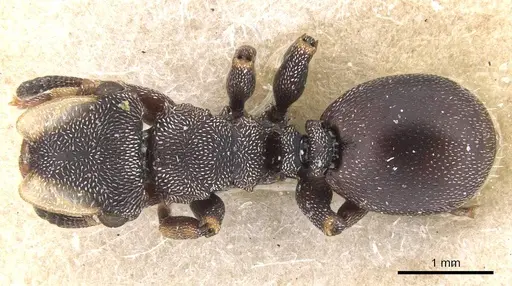 Cephalotes bruchi - CASENT0912592