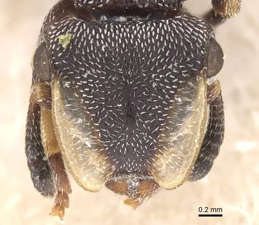 Cephalotes bruchi - CASENT0912592