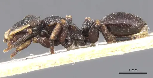 Cephalotes bruchi - CASENT0912592