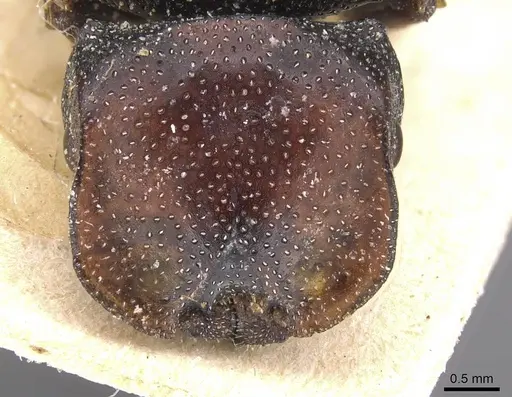 Cephalotes bruchi - CASENT0912593