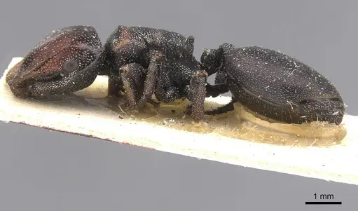 Cephalotes bruchi - CASENT0912593