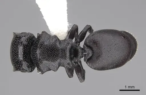Cephalotes bruchi - CASENT0922533
