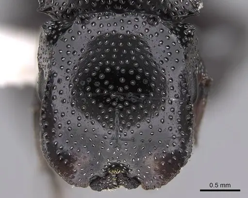 Cephalotes bruchi - CASENT0922533