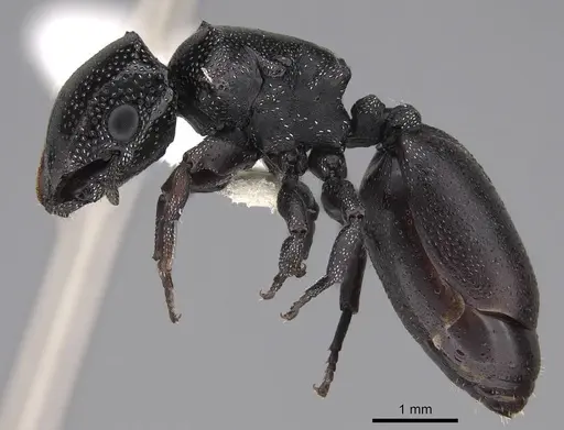 Cephalotes bruchi - CASENT0922533