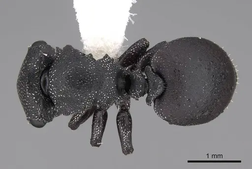 Cephalotes bruchi - CASENT0922534