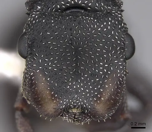 Cephalotes bruchi - CASENT0922534