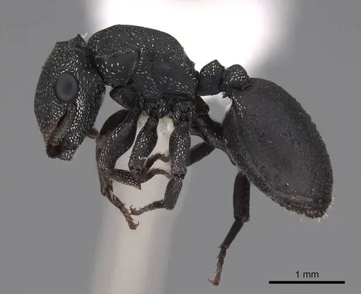 Cephalotes bruchi - CASENT0922534
