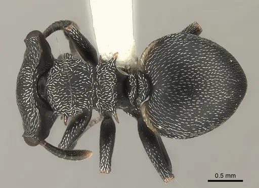 Cephalotes christopherseni specimen