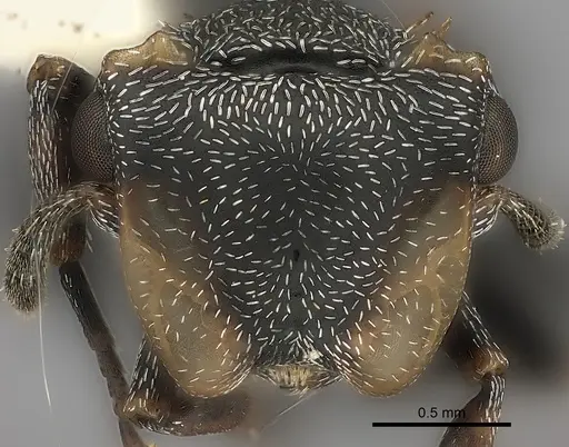 Cephalotes christopherseni specimen