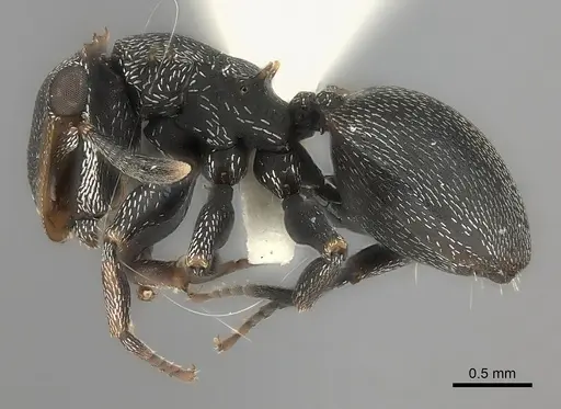 Cephalotes christopherseni specimen