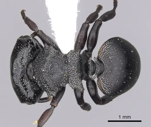 Cephalotes christopherseni - CASENT0627981