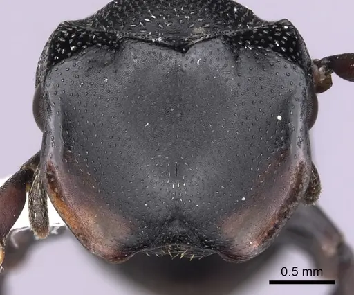 Cephalotes christopherseni - CASENT0627981