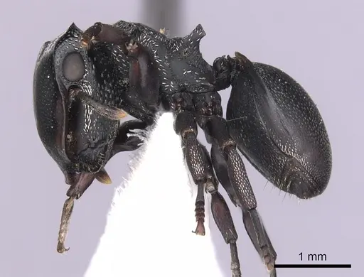 Cephalotes christopherseni - CASENT0627981