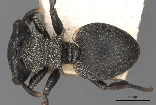 Cephalotes christopherseni - CASENT0900250