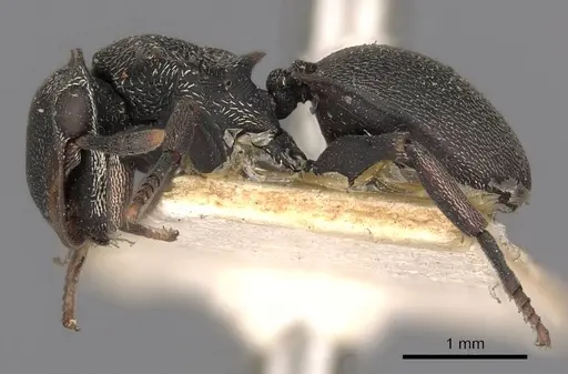 Cephalotes christopherseni - CASENT0900250