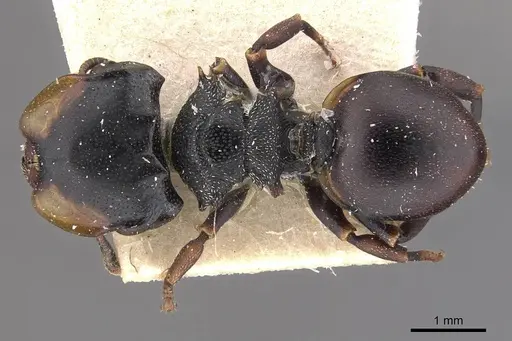 Cephalotes christopherseni - CASENT0909264