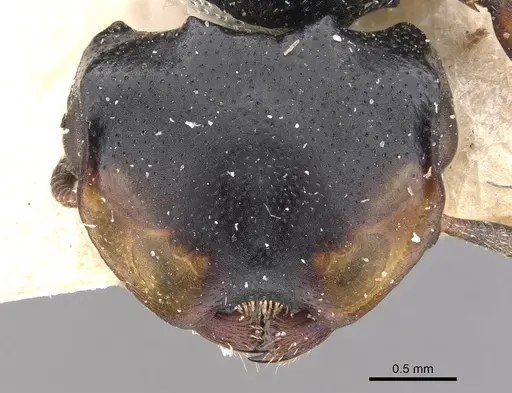 Cephalotes christopherseni - CASENT0909264