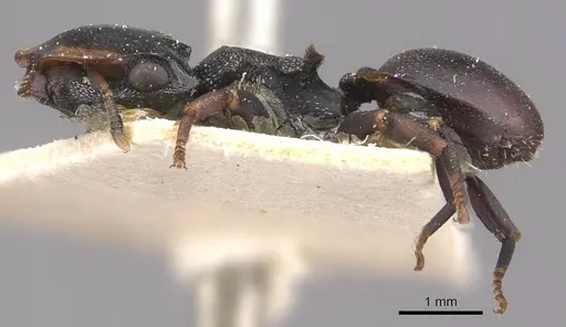 Cephalotes christopherseni - CASENT0909264