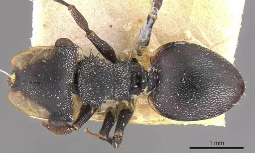 Cephalotes christopherseni - CASENT0909265