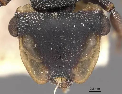 Cephalotes christopherseni - CASENT0909265