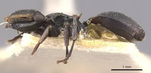 Cephalotes christopherseni - CASENT0909265