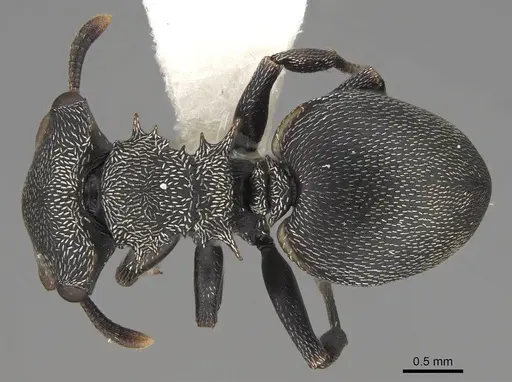 Cephalotes christopherseni - CASENT0922592