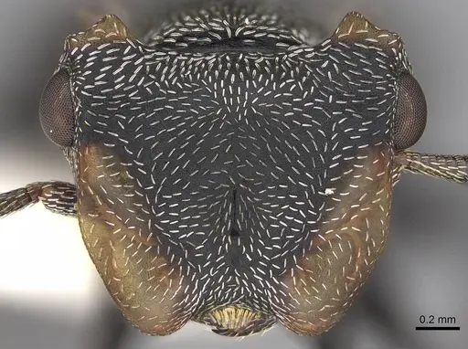 Cephalotes christopherseni - CASENT0922592