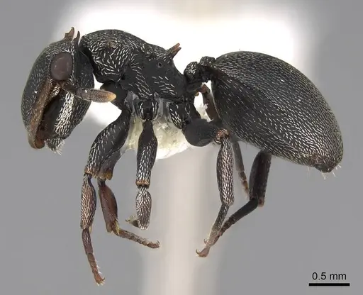 Cephalotes christopherseni - CASENT0922592