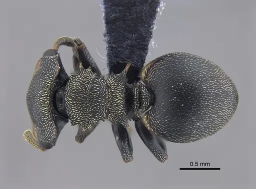 Cephalotes christopherseni - CBUMAGENT41884