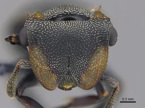 Cephalotes christopherseni - CBUMAGENT41884