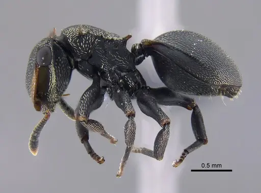 Cephalotes christopherseni - CBUMAGENT41884