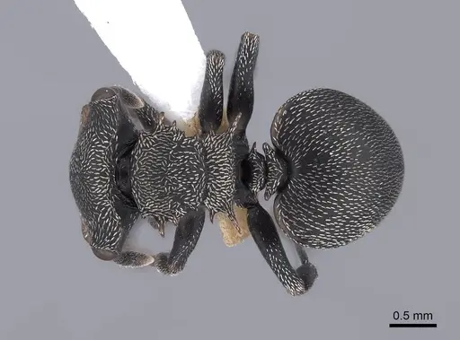 Cephalotes christopherseni - FMNHINS0000047650