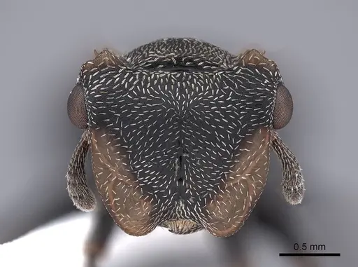 Cephalotes christopherseni - FMNHINS0000047650