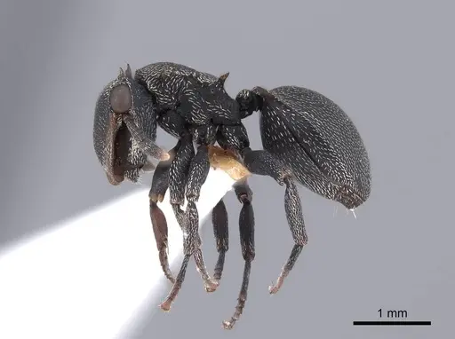 Cephalotes christopherseni - FMNHINS0000047650