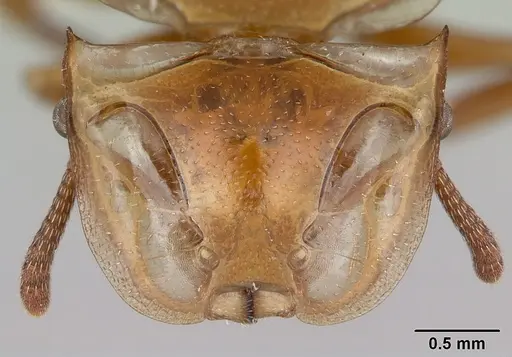 Cephalotes clypeatus specimen