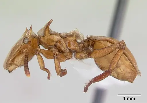 Cephalotes clypeatus specimen