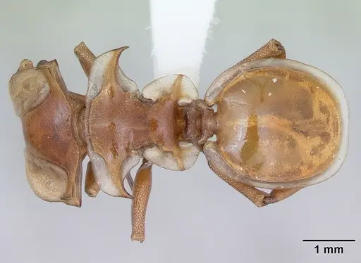 Cephalotes clypeatus - CASENT0173669