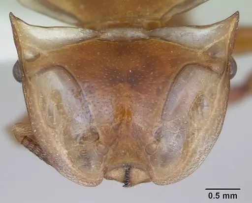 Cephalotes clypeatus - CASENT0173669