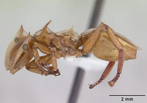 Cephalotes clypeatus - CASENT0173669