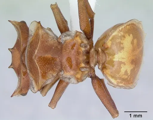 Cephalotes clypeatus - CASENT0173670