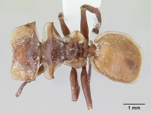 Cephalotes clypeatus - CASENT0178612